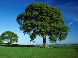 Sycamore Tree (Acer pseudoplatanus)