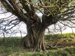 Historic hornbeam pollard tree