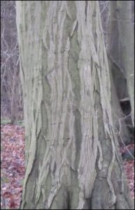 Hornbeam Tree Trunk