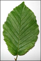 Hornbeam Tree Single Leaf