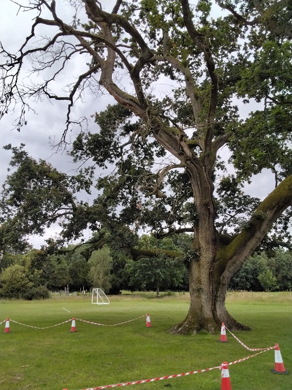 Tree Condition Survey for Savernake Estate, Marlborough
