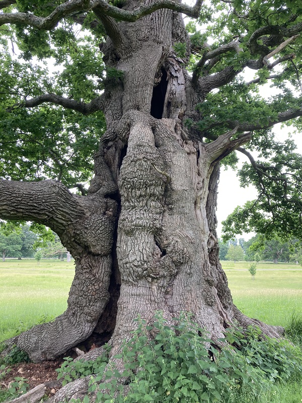 Tree Risk Management for Cornbury Park Wilderness Festival, Oxfordshire
