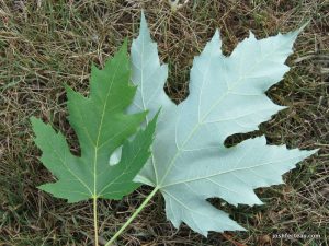 Leaves from the Silver Maple Tree