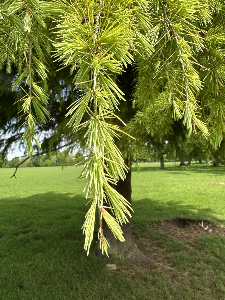 Deodar Cedar - Tree Frontiers