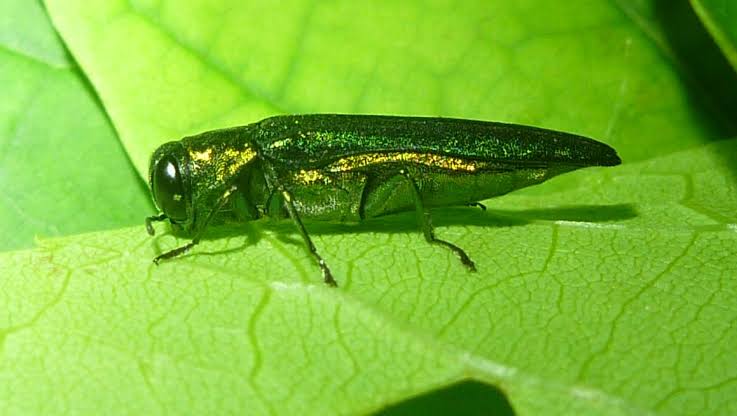 Emerald Ash Borer